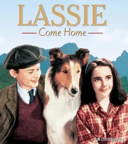 苏格兰牧羊犬性格怎么样