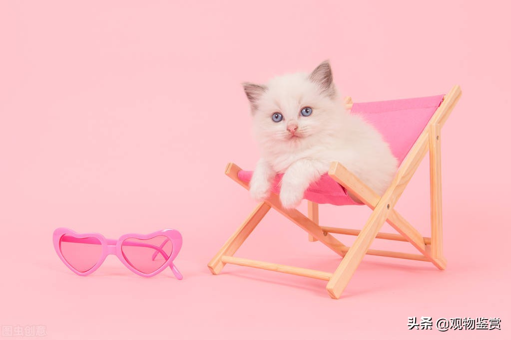 小猫的脚印图片