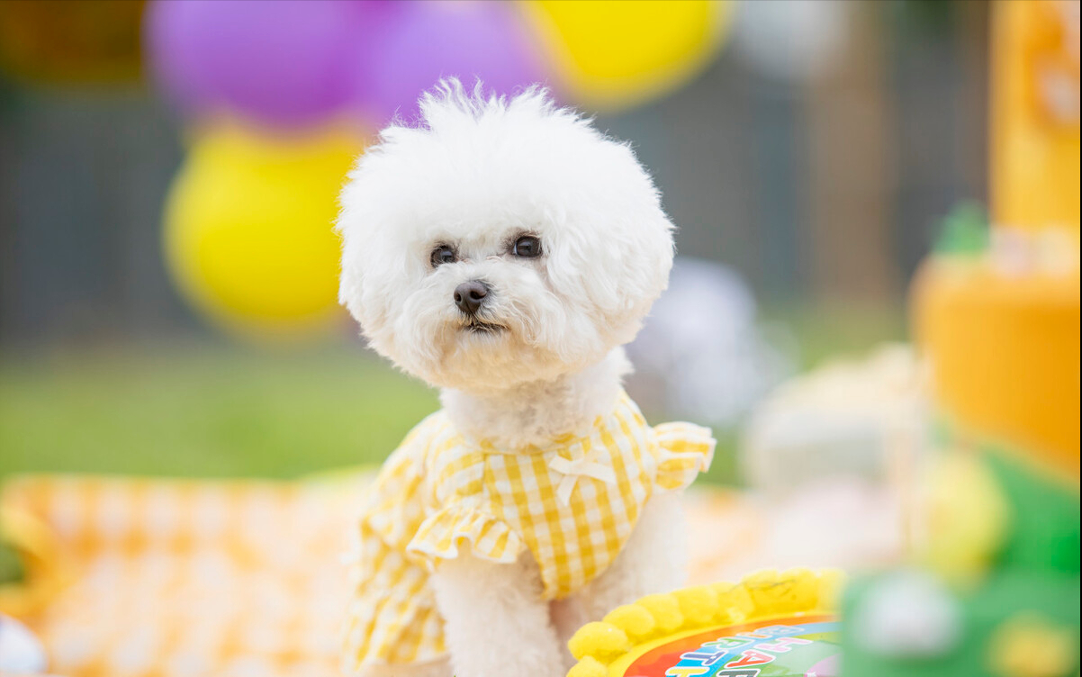 狗狗用品在哪里买便宜