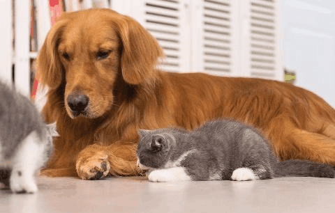 金毛狗狗皮肤病用什么药