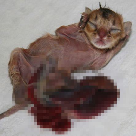 猫崽多少天最容易死