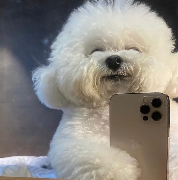 小比熊图片大全可爱