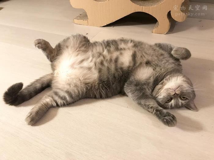 猫报复性尿床怎么解决