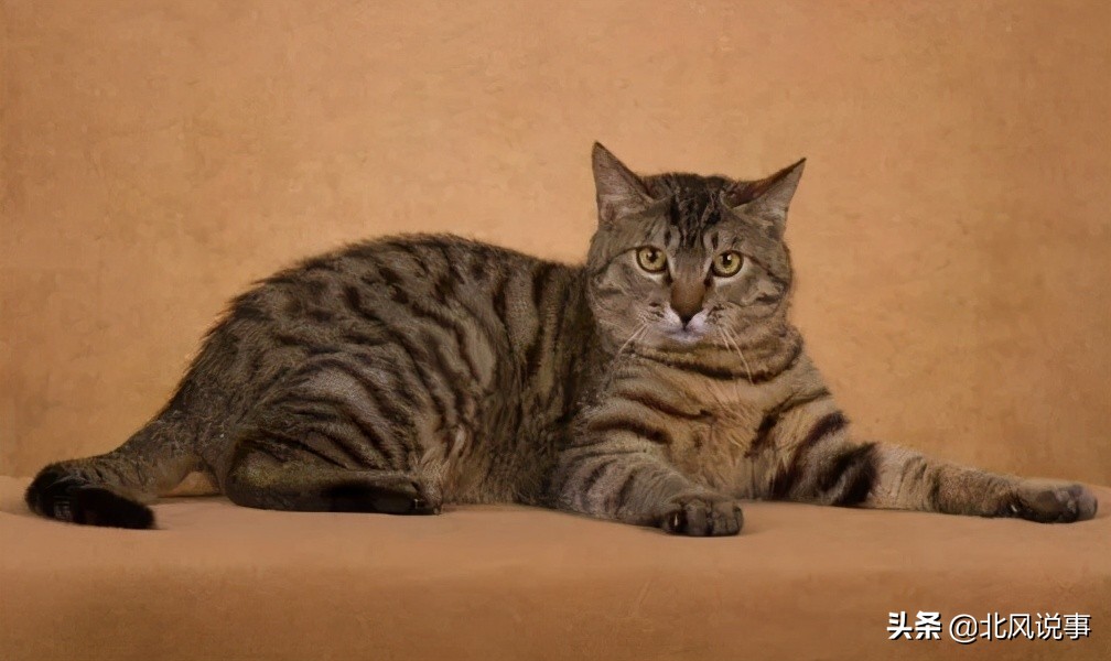 宠物猫有哪些品种图片