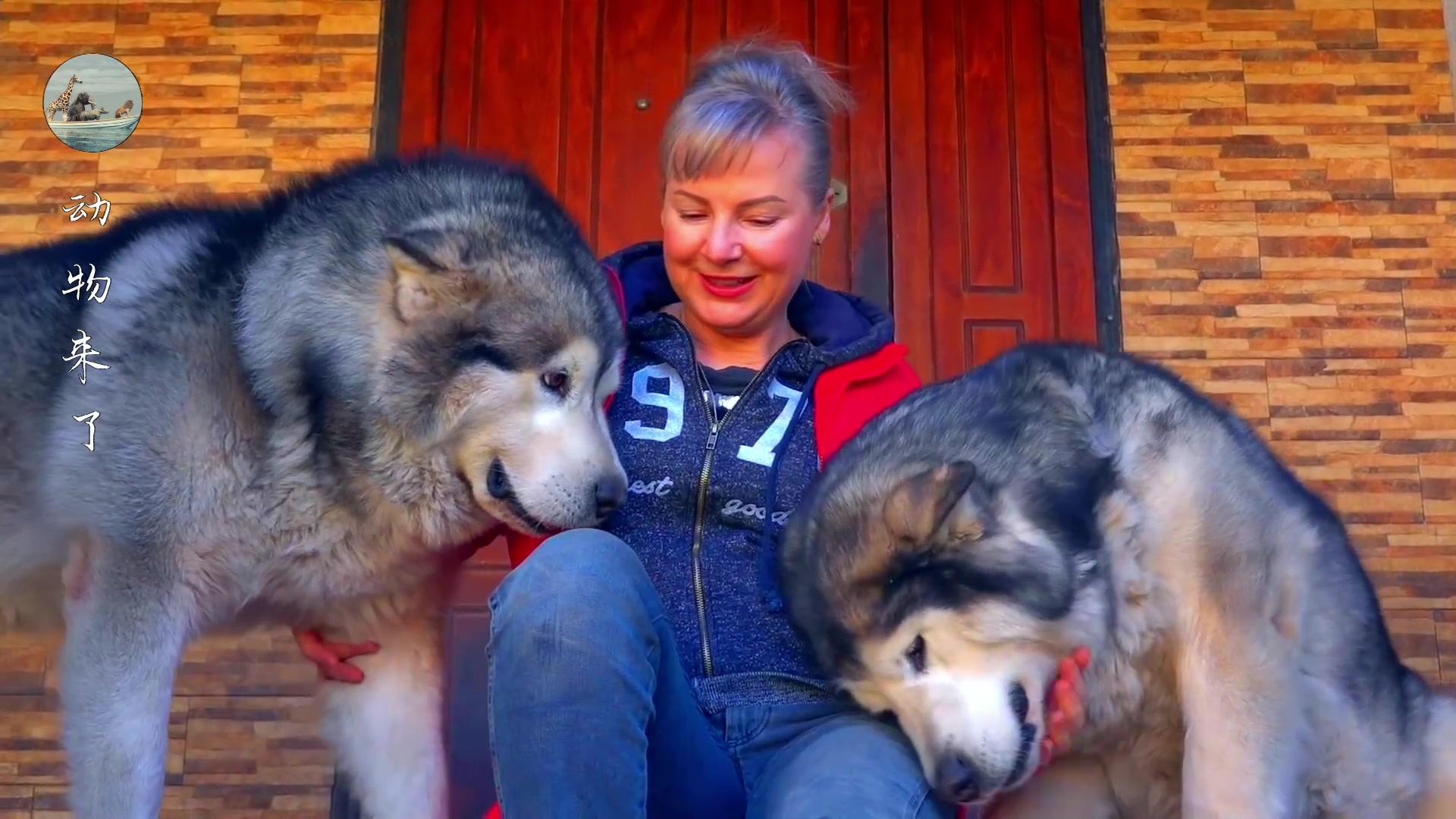 阿拉斯加属于什么狗的品种