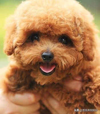 茶杯贵宾犬体重大约多少