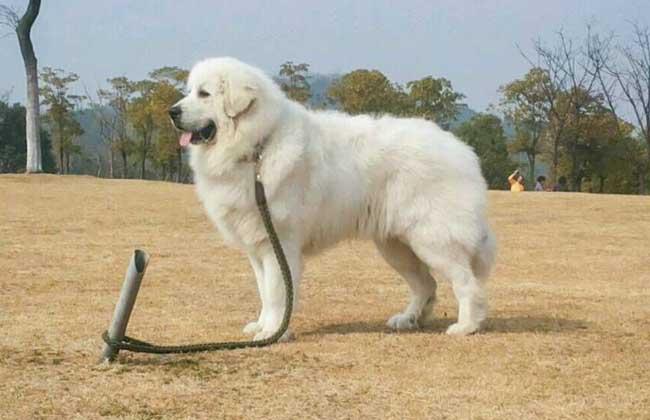 什么狗像北极熊