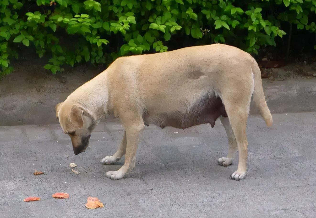 小狗来月经几天能结束