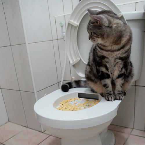 猫拉稀颜色是黄土色没什么精神