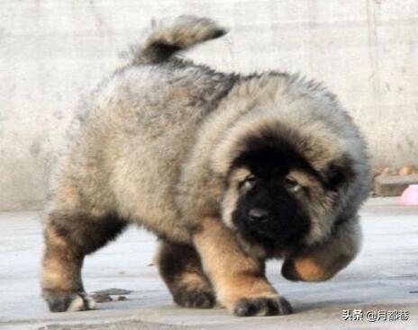 高加索牧羊犬图片