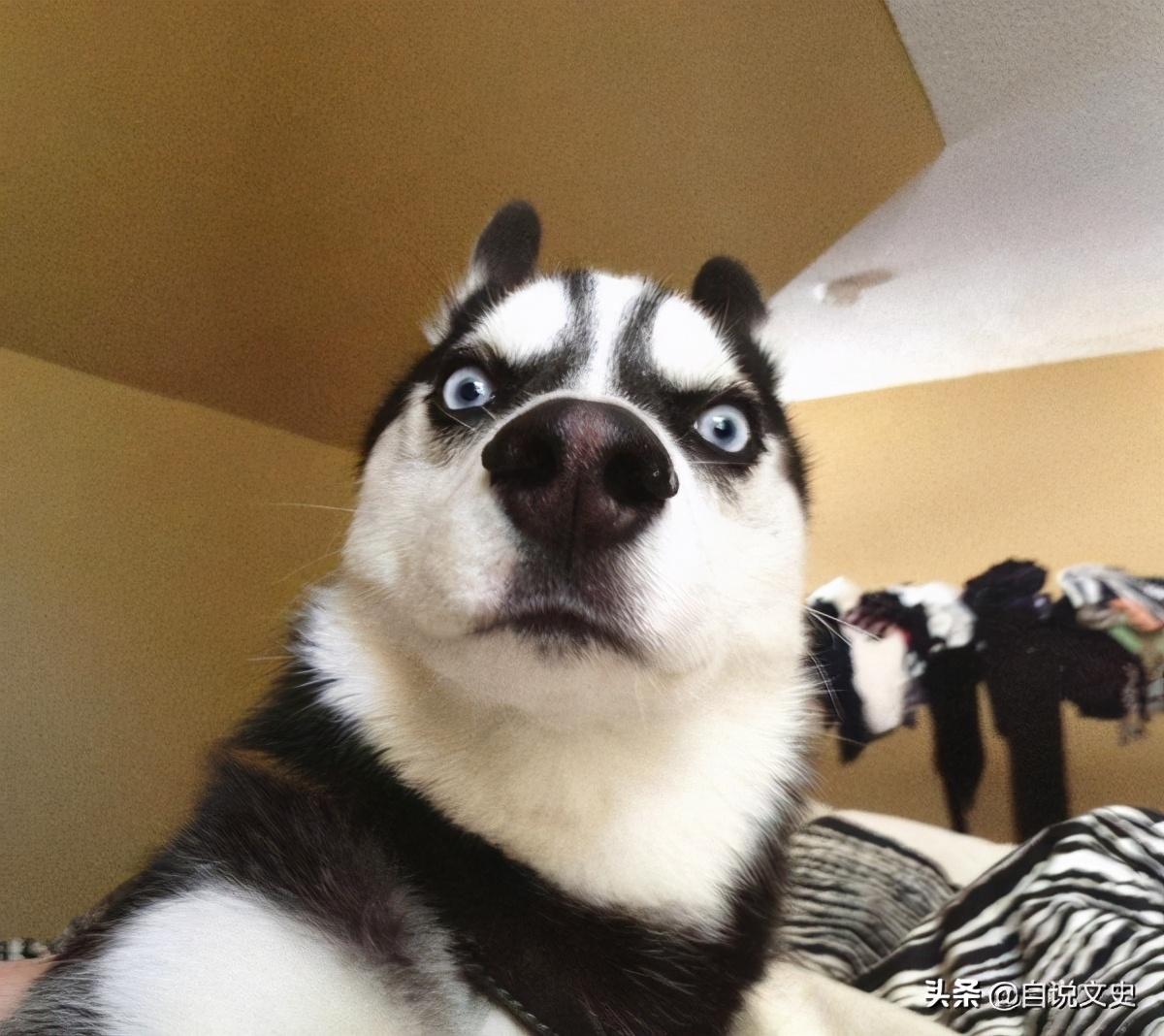 三只小狗的睡前故事