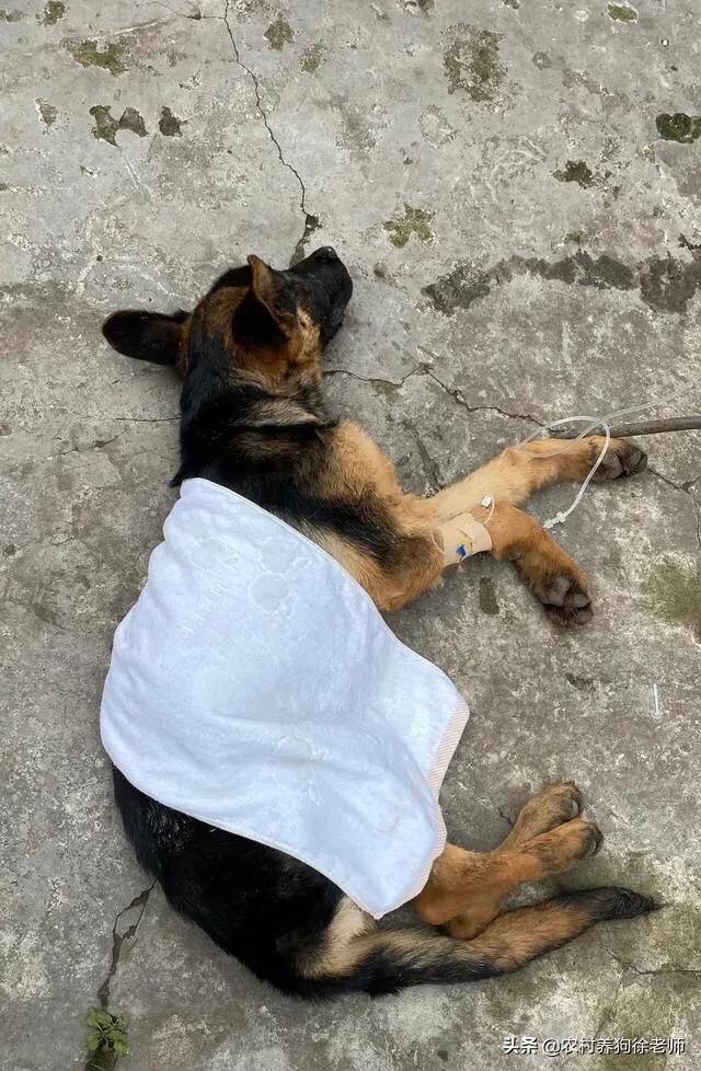 狗细小怎么治最有效