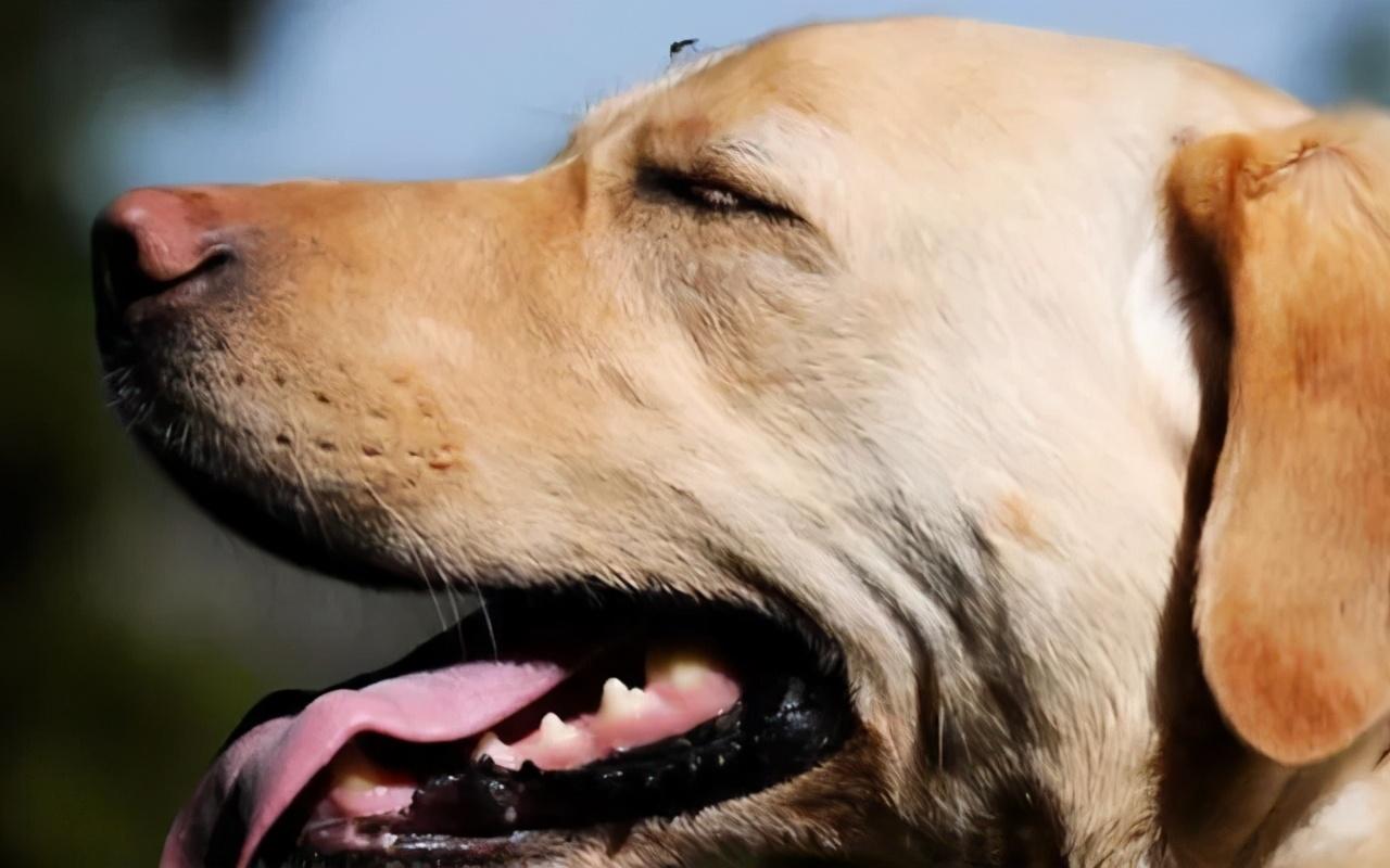 狗狗在室外怕蚊子咬吗