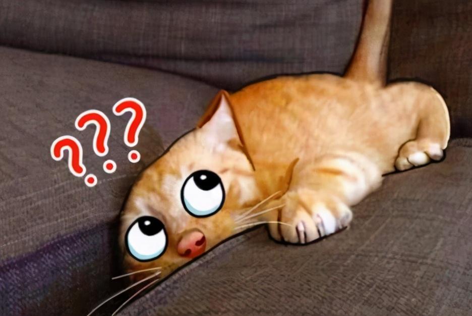 猫最怕什么东西