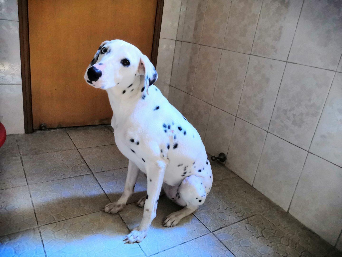 斑点犬为什么没人养了