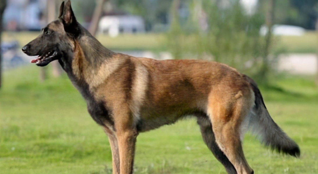 马里努阿犬和马犬区别