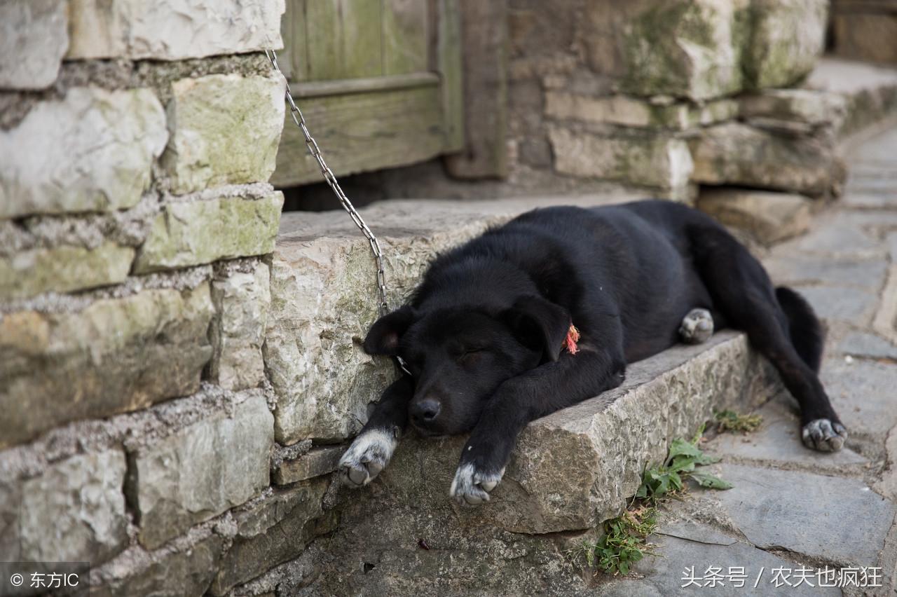 白狗寓意着什么