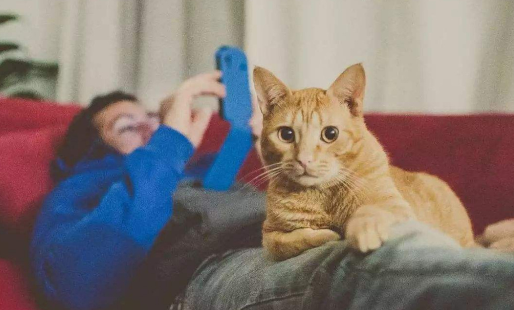 什么品种的猫最聪明最通人性