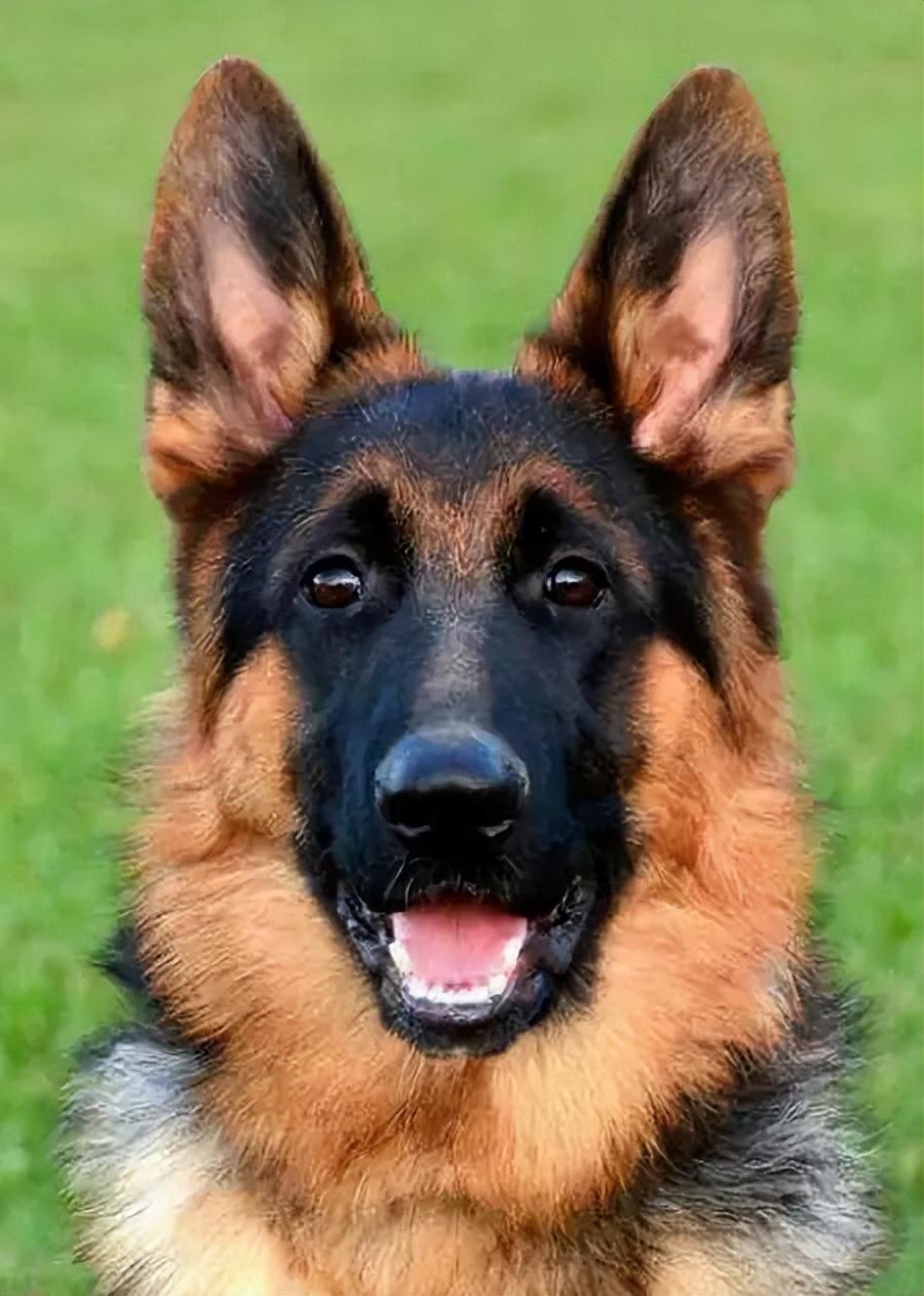 禁狗令禁养的狗狗有哪些