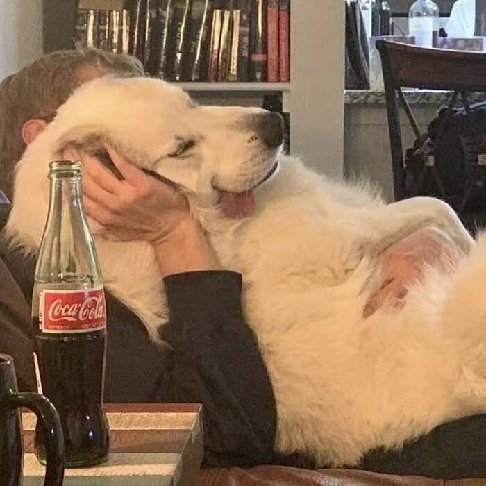 怎样把狗训练成警犬