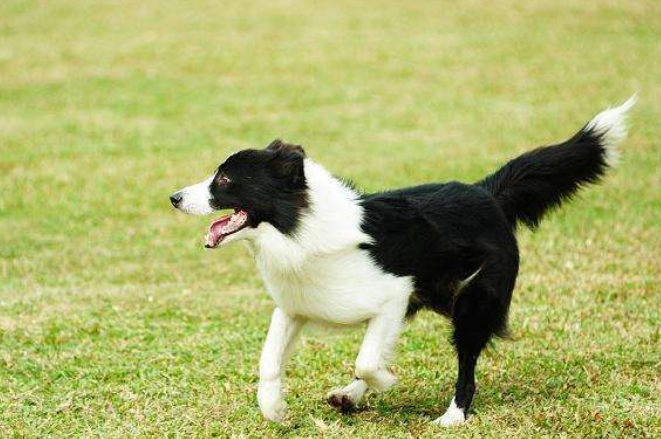 如果被狗追赶该怎么办