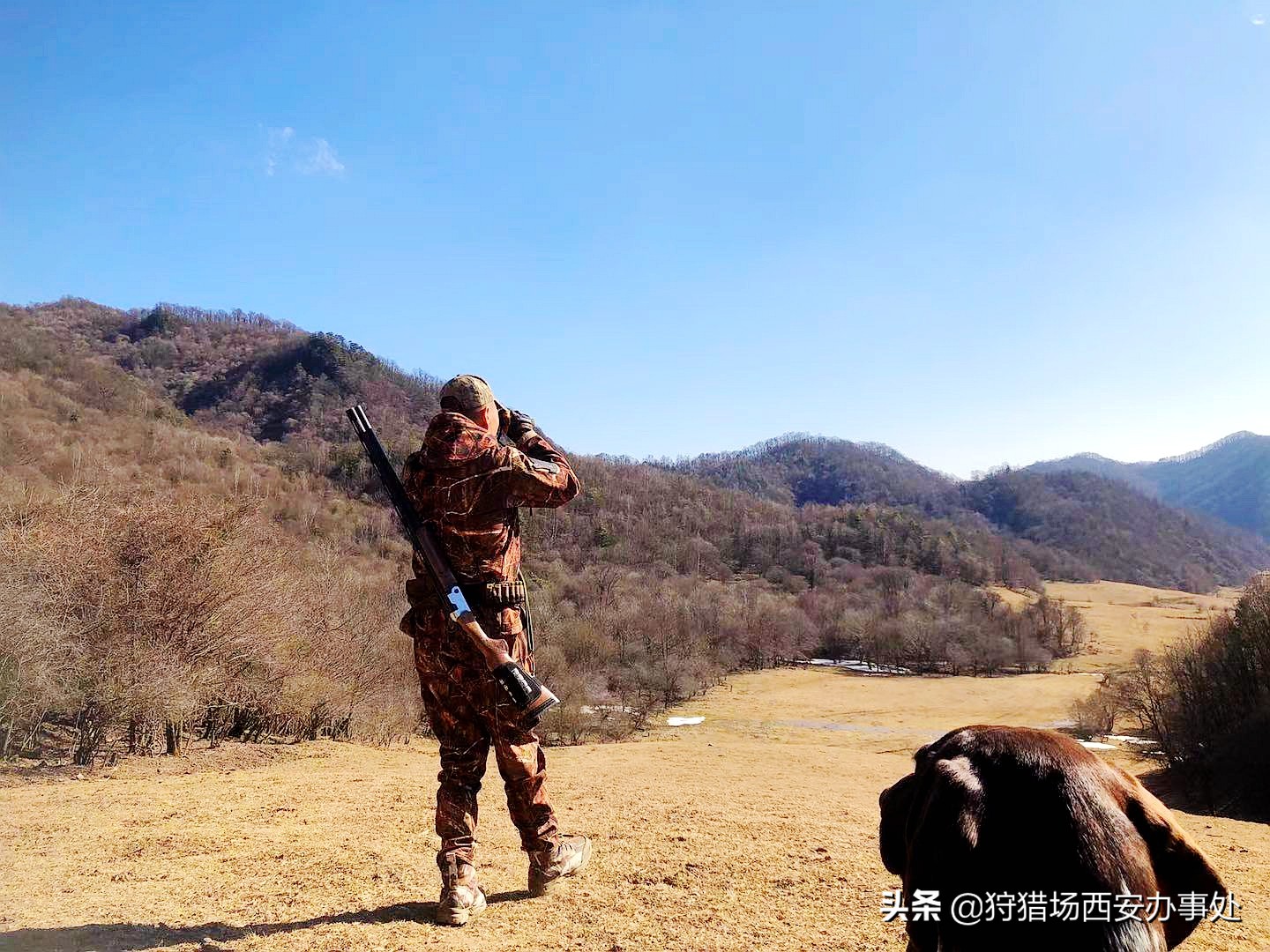 止吠项圈有用吗