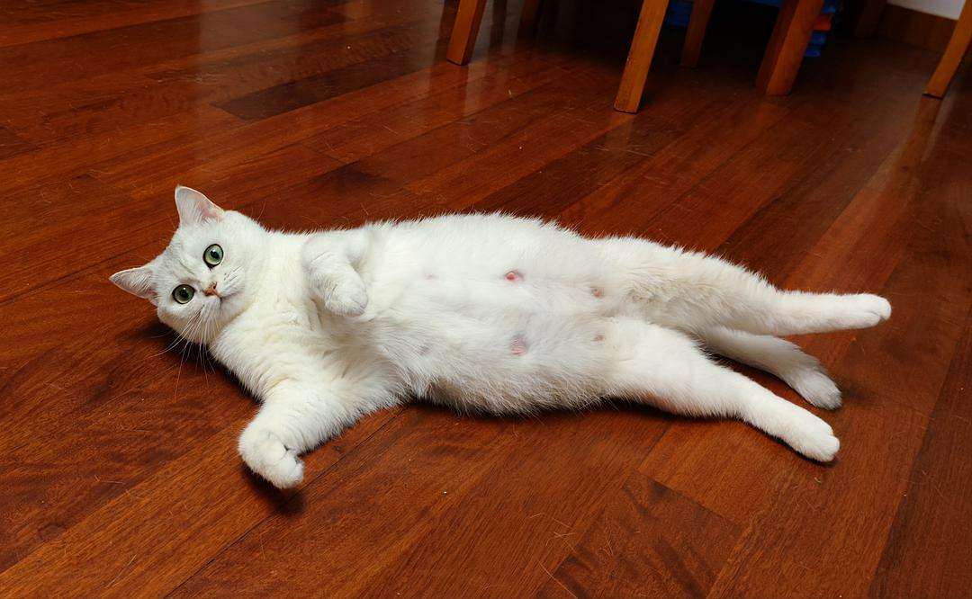 公猫绝育后肚子大向两边鼓