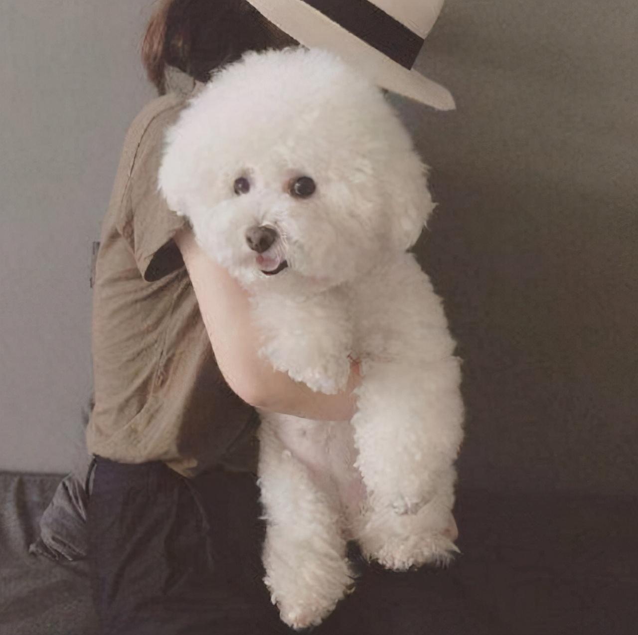 世界上最可爱的十大狗狗排行榜