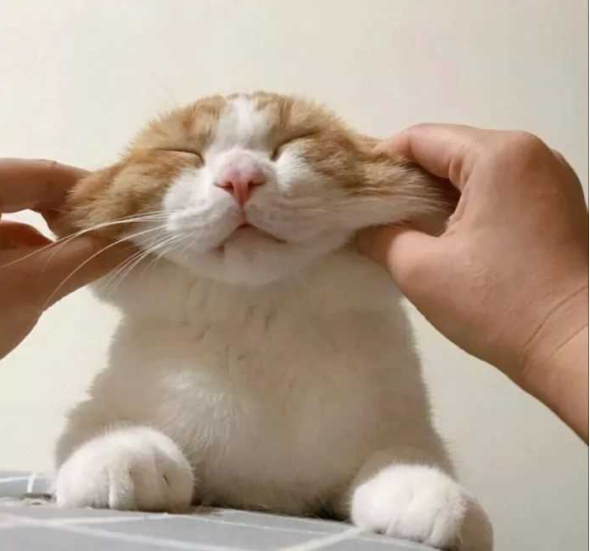 猫发腮吃什么食物最好