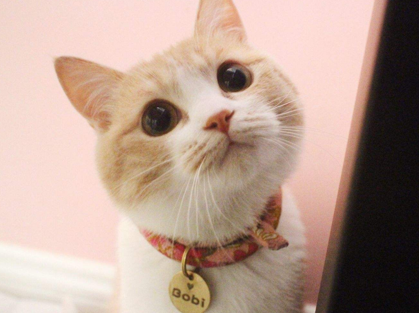 哪里可以免费领养猫咪