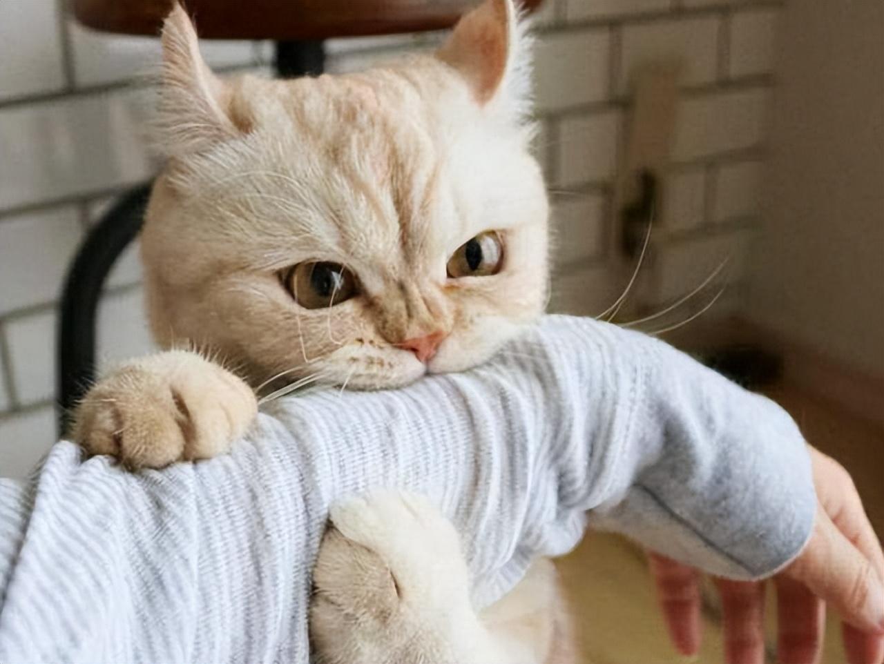 猫咪憎恨你的表现有哪些