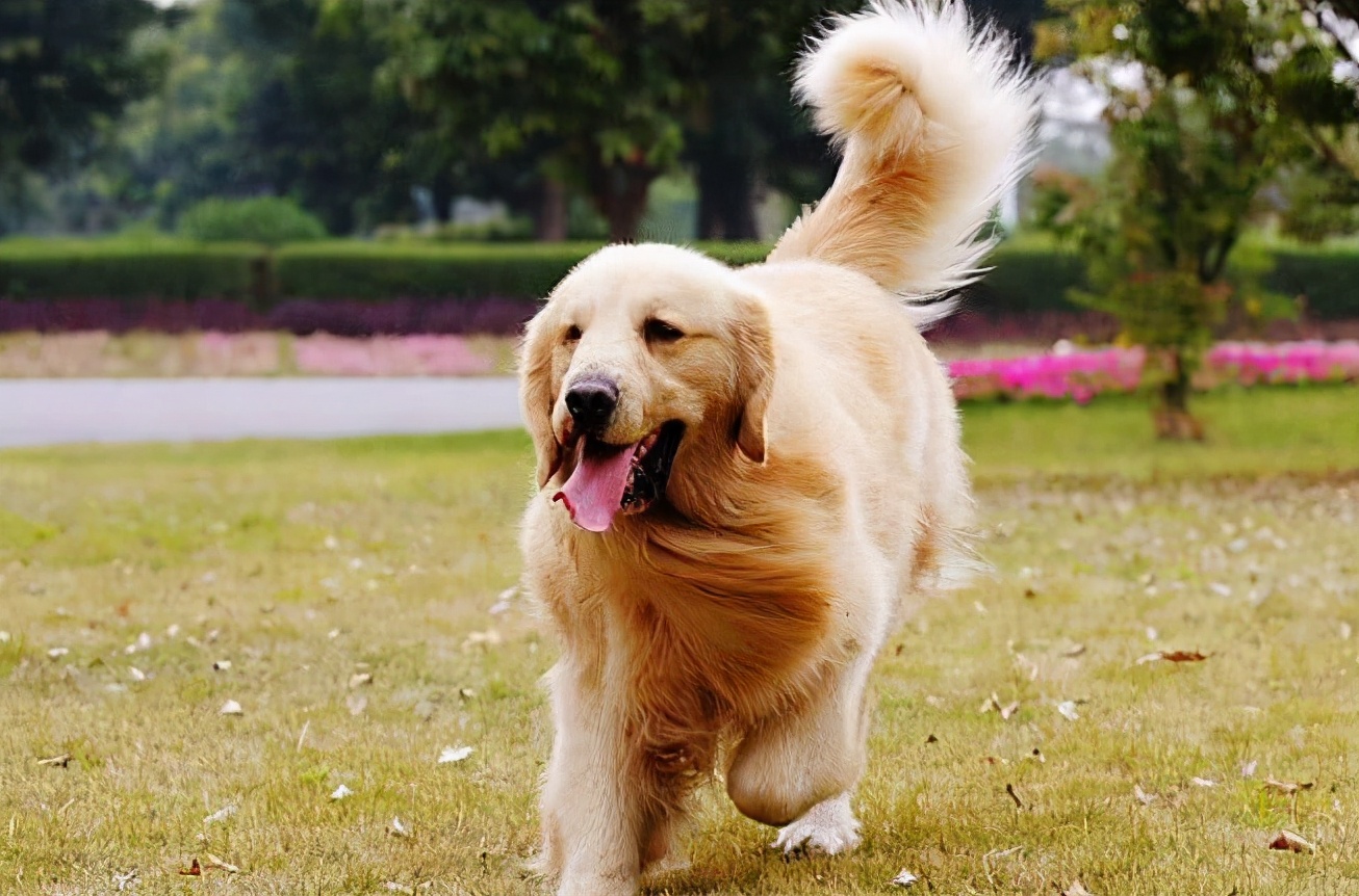 金毛为什么不能随便养