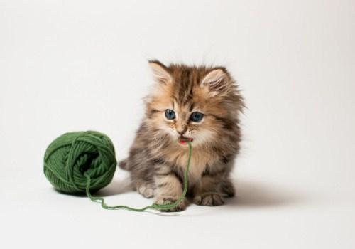 小猫咬人怎么教育