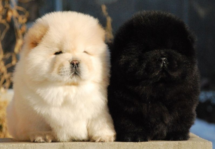 小狮子狗是什么品种