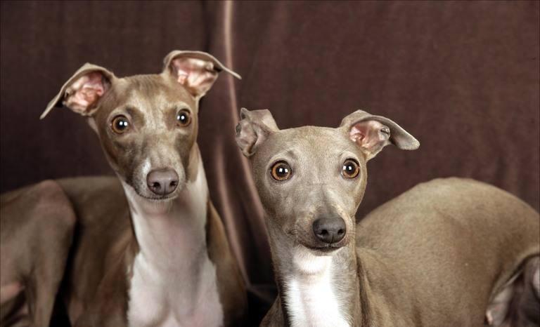 灵缇犬长什么样子