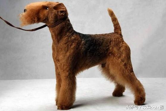 澳大利亚梗有几个品种