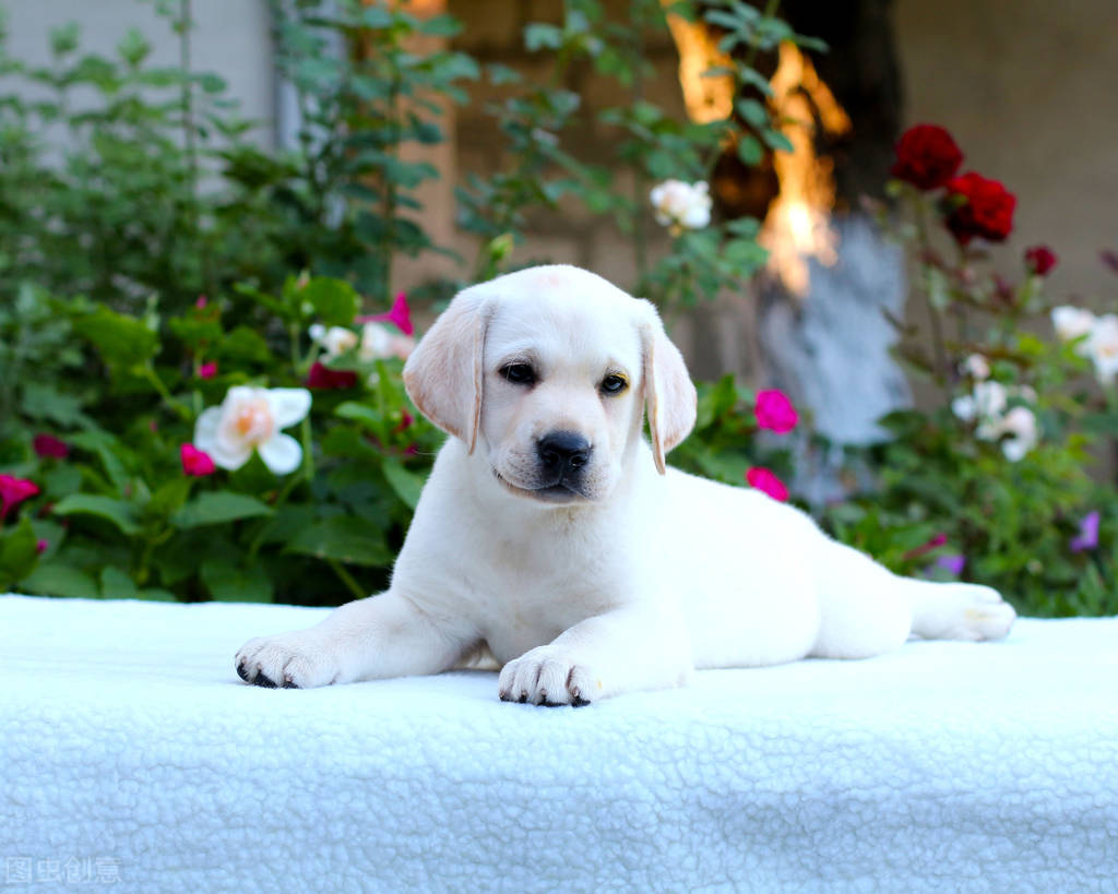 狗狗不吃饭多久会饿死