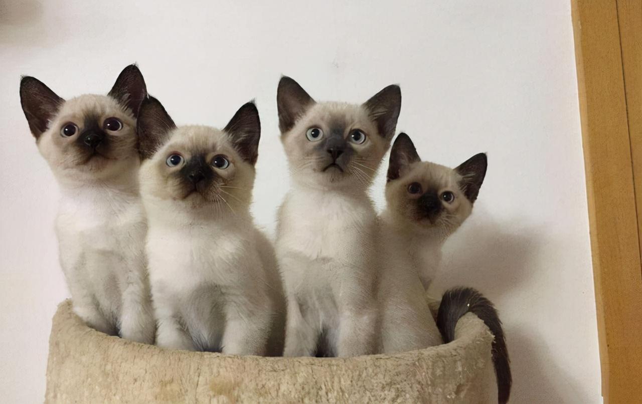 宠物猫咪品种大全及图片及名称