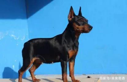 迷你宾沙犬长什么样