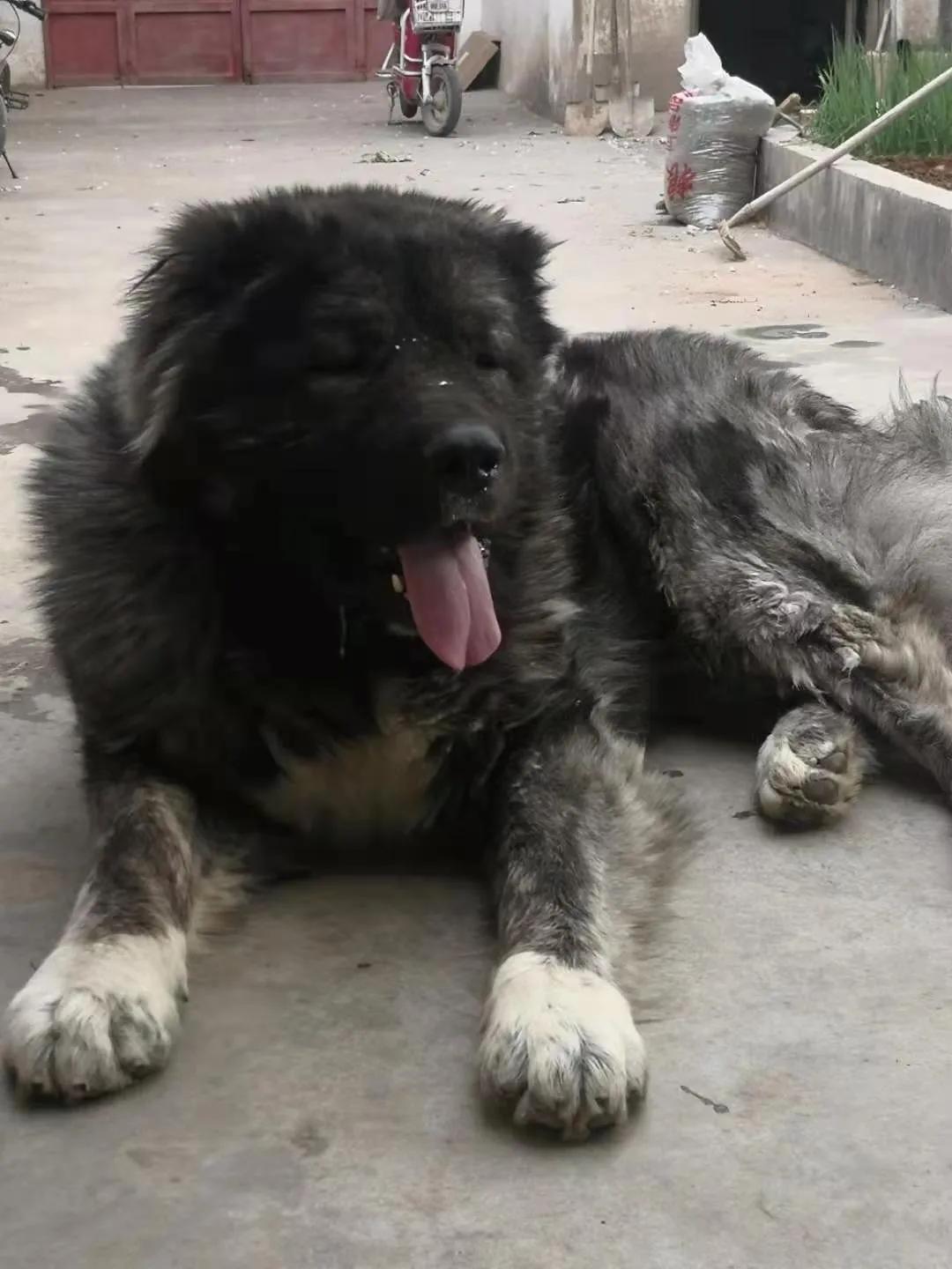 2个月高加索犬如何喂养