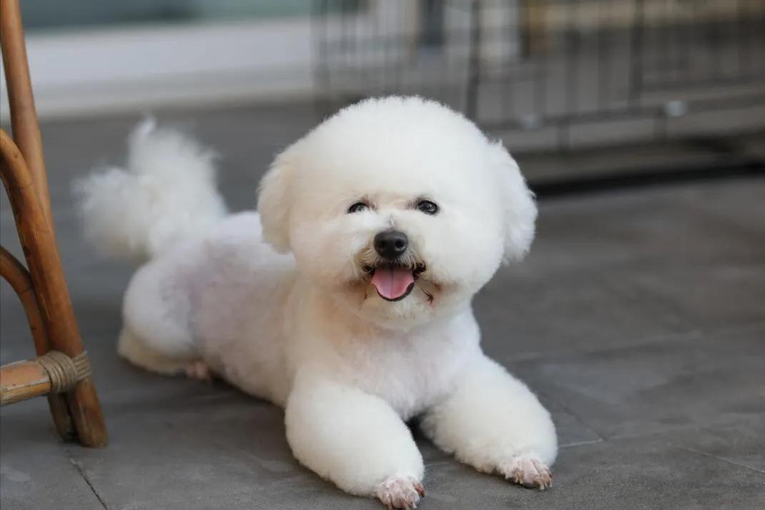 小比熊犬多少钱一只好