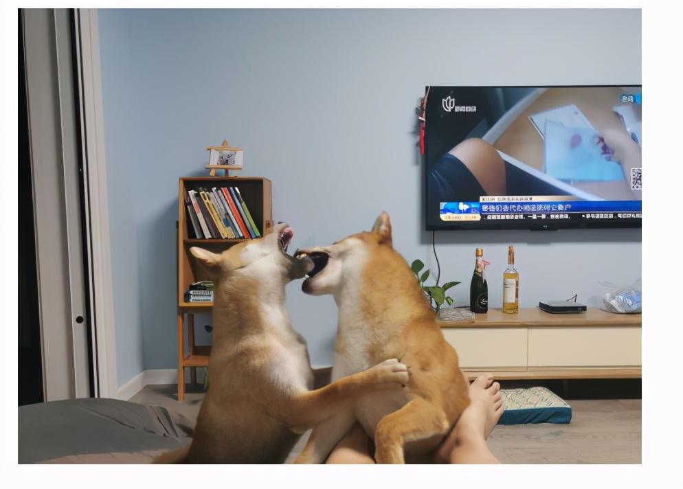 史上最全的驱虫药品牌