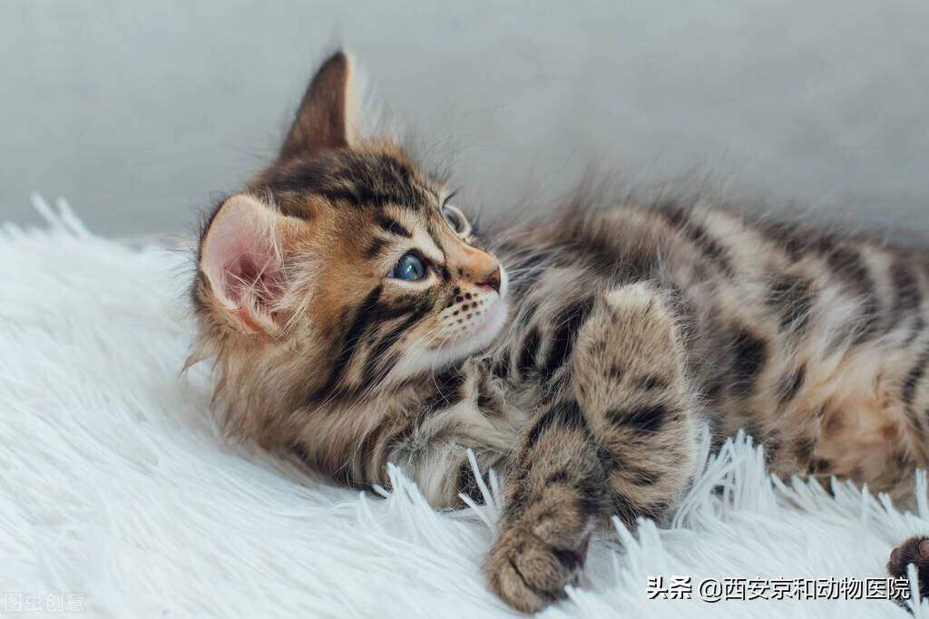 猫瘟初期有什么症状表现