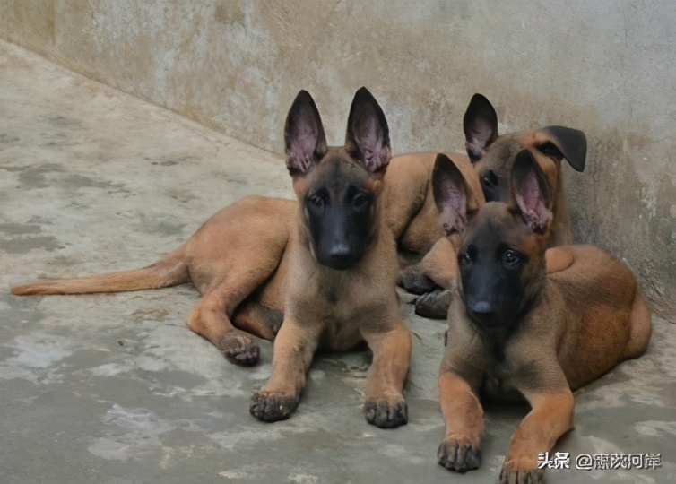 现在的高加索犬多少钱一只