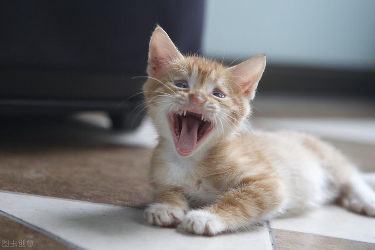 猫瘟潜伏期内能治疗吗