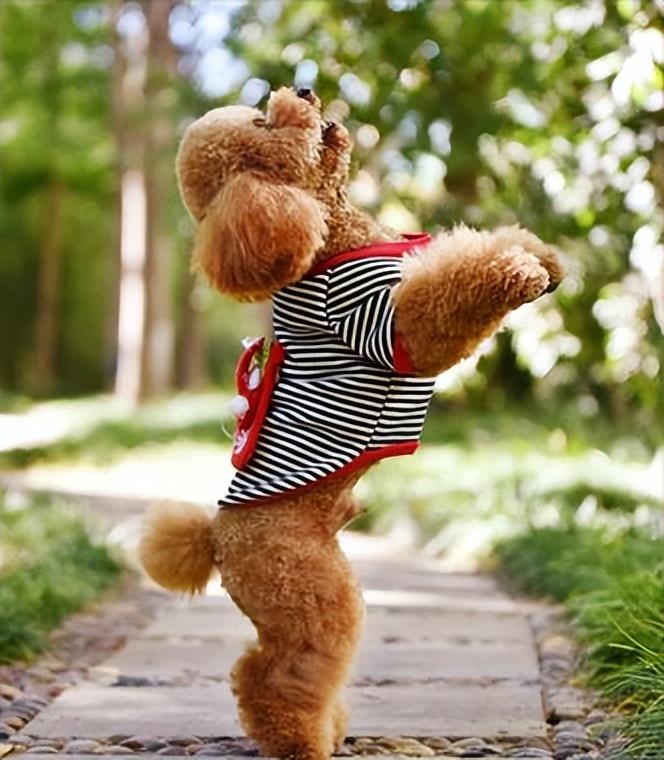 发了情的公泰迪有多可怕