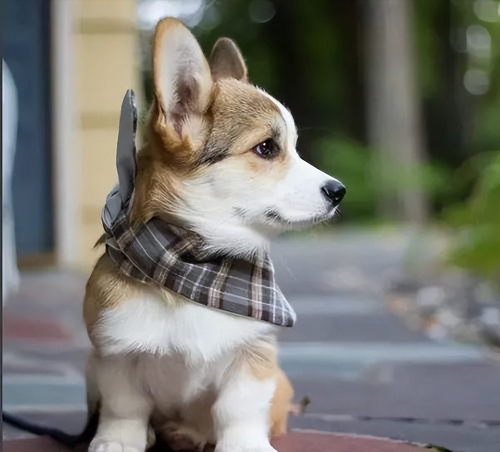 适合家养的小型犬有哪些