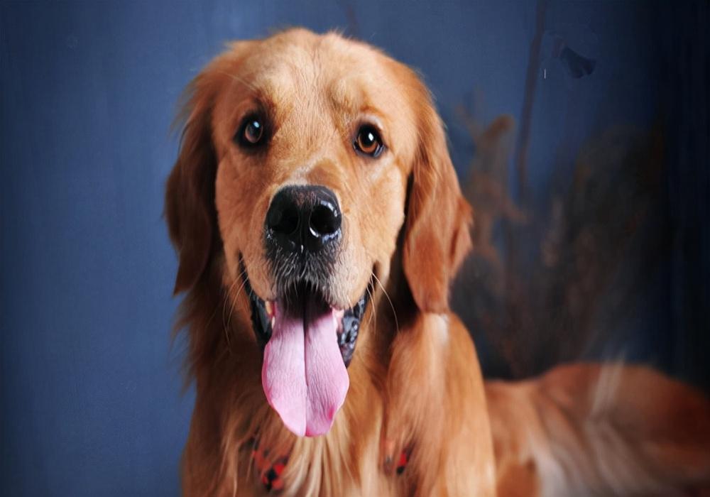 如何区分狗狗耳屎与耳螨