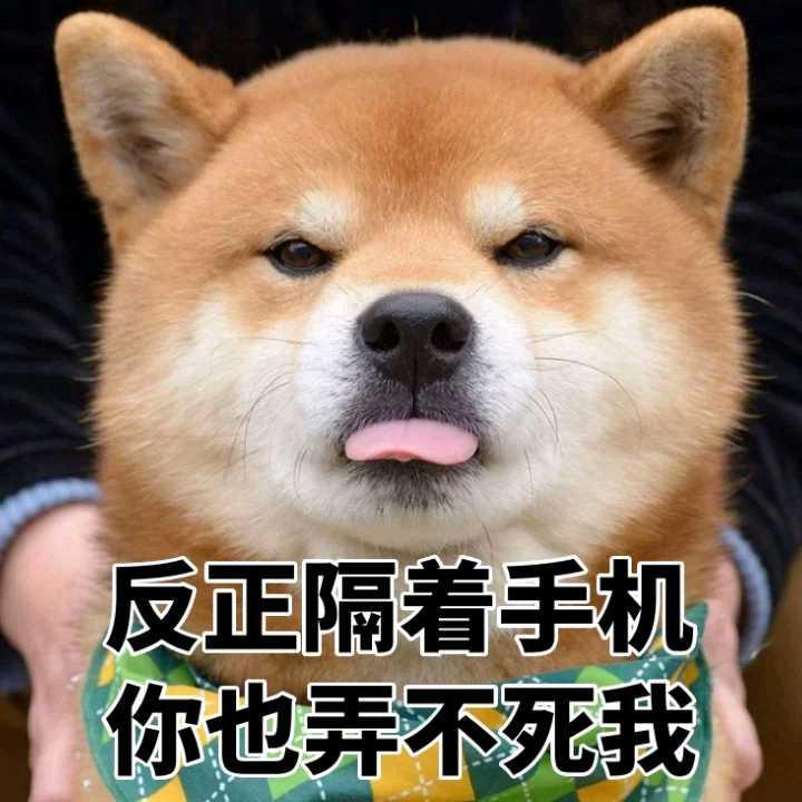 为什么说柴犬需要狠打一顿