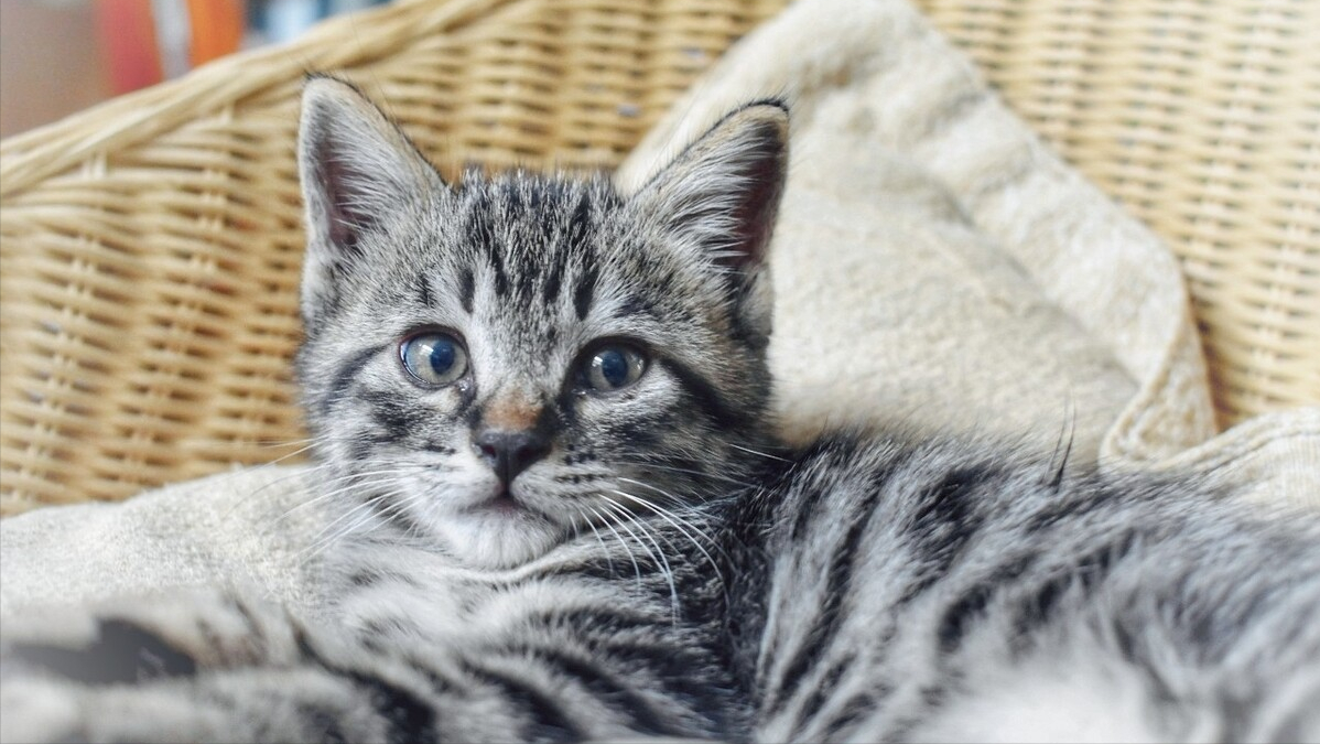 为什么说养猫不养双